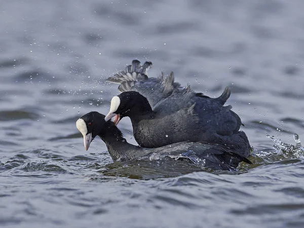 Racine eurasienne (Fulica atra) — Photo