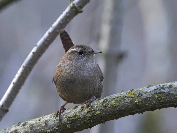 Wren eurasiático (Troglodytes troglodytes) — Foto de Stock