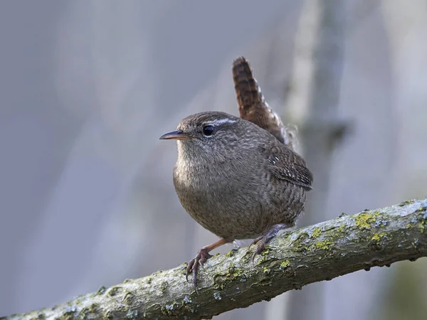 Wren eurasiático (Troglodytes troglodytes) — Foto de Stock