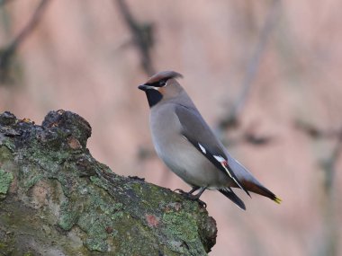 Bohem İpekkuyruk (Bombycilla garrulus)