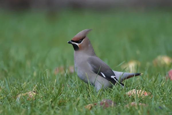 Bohemian Waxwing (Bombycilla garrulus)) — Stockfoto