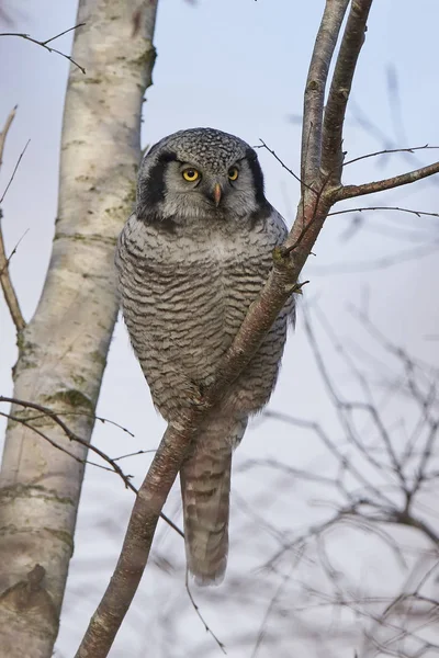 Northern hawk-owl (Surnia ulula) — Stock Photo, Image