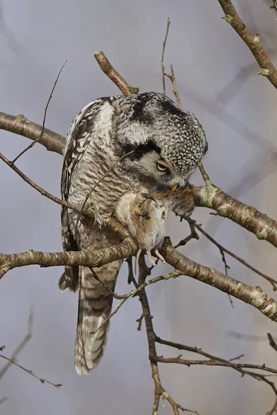 Chouette épervière (Surnia ulula) ) — Photo