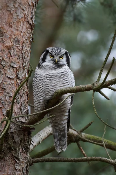 Búho halcón del norte (Surnia ulula ) — Foto de Stock