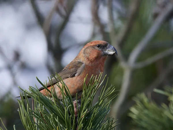 Parrot crossbill (Loxia pytyopsittacus) — Stock Photo, Image