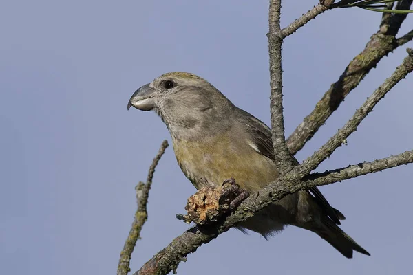 Parrot crossbill (Loxia pytyopsittacus ) — стоковое фото