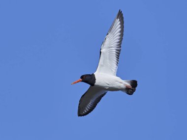 Avrasya istiridye yakalayıcısı (Haematopus ostralegus)