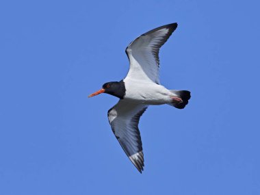 Avrasya istiridye yakalayıcısı (Haematopus ostralegus)