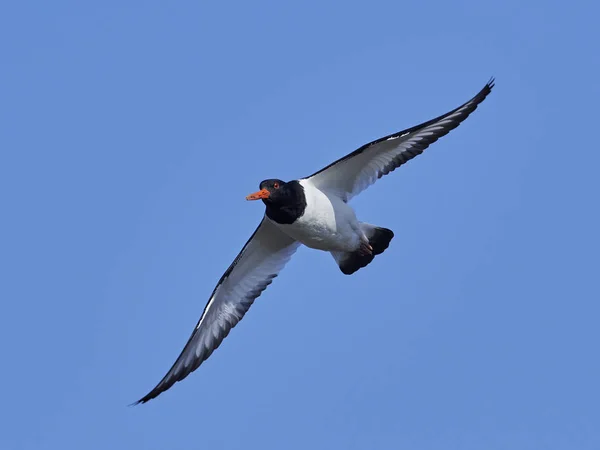 Eurázsiai osztrigafogó (Haematopus ostralegus)) — Stock Fotó