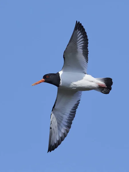 Евразийская устрица (Haematopus ostralegus) — стоковое фото