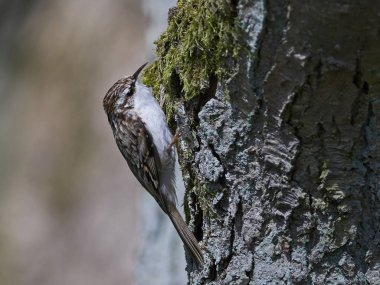Avrasya Tırmaşık kuşugiller (certhia familiaris)