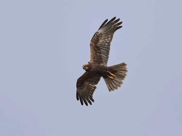 Δυτική marsh harrier (τσίρκο aeruginosus) — Φωτογραφία Αρχείου