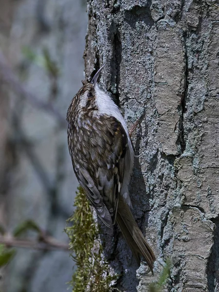 Strácí (certhia familiaris) — Stock fotografie