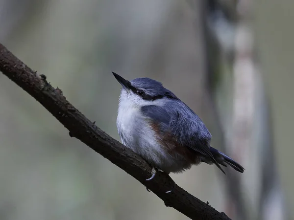 Eurasiática Nuthatch — Fotografia de Stock