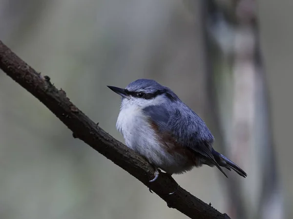 Eurasiática Nuthatch — Fotografia de Stock