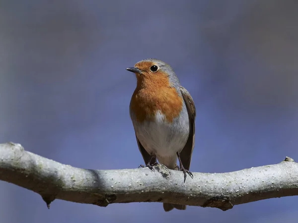 European robin (Erithacus rubecula) — Stock Photo, Image