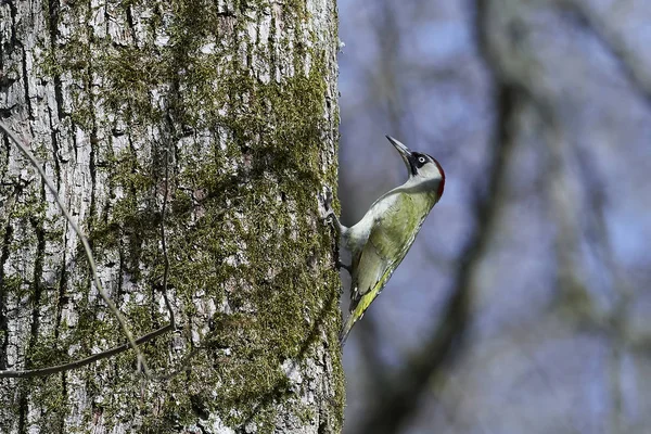 Dzięcioł zielony europejski (Picus viridis) — Zdjęcie stockowe