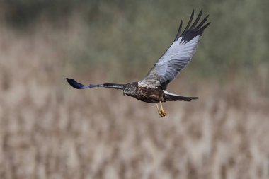 Batı marsh harrier (sirk aeruginosus)