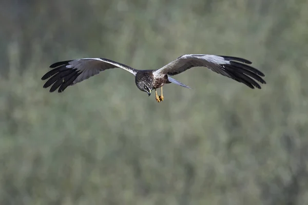 Western marsh harrier (Circus aeruginosus) — Stock Photo, Image