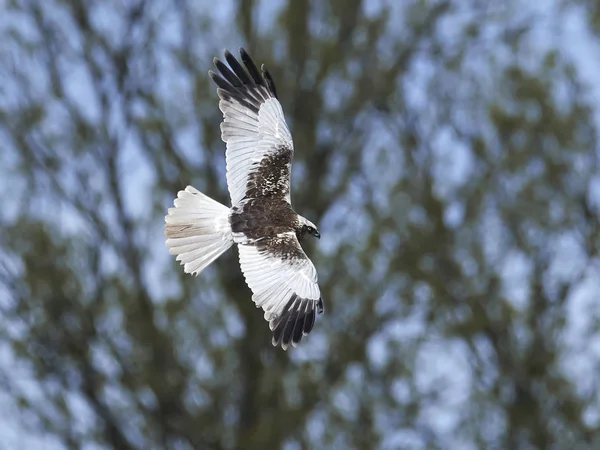 Harrier pântano ocidental (Circus aeruginosus ) — Fotografia de Stock