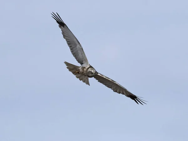 Westerse Bruine Kiekendief (circus aeruginosus) — Stockfoto