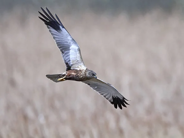 Merluzzo carbonaro (Circus aeruginosus ) — Foto Stock