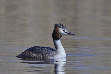 Büyük Armalı Yunus (Podiceps kriteri)