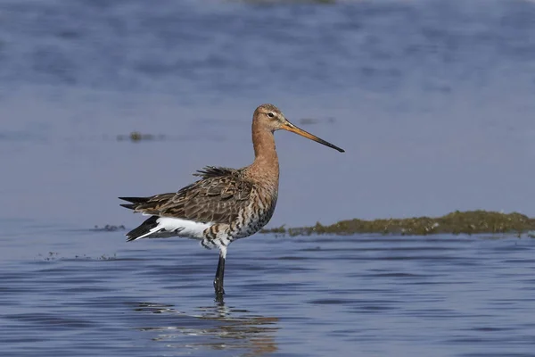 Black-tailed godwit (Limosa limosa) — Stock Photo, Image