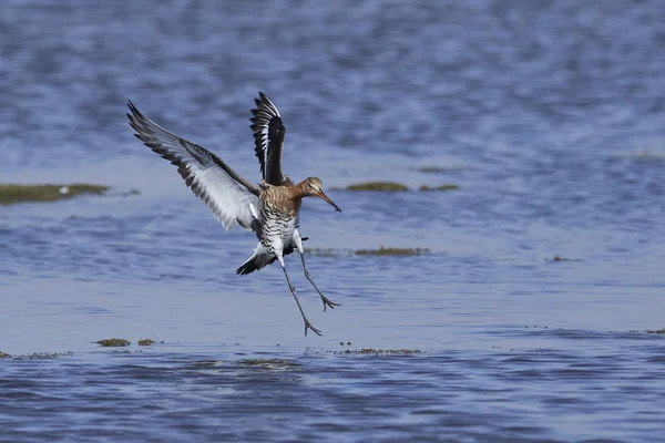 Black-tailed godwit (Limosa limosa) — Stock Photo, Image