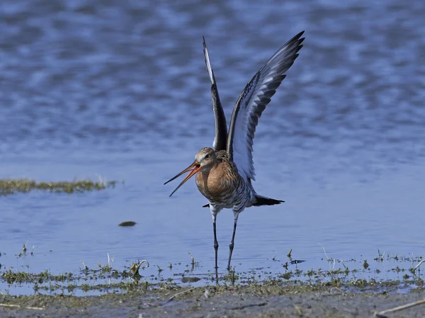 Godwit de cola negra (limosa limosa ) — Foto de Stock