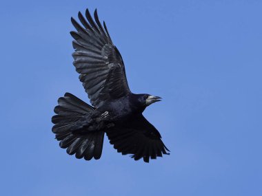 Kale (Corvus frugilegus)