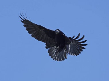 Kale (Corvus frugilegus)