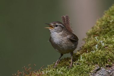 Avrasya çalıkuşu (Troglodit trogloditleri)