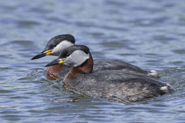 Red-necked grebe (Podiceps grisegena) — Stock Photo, Image