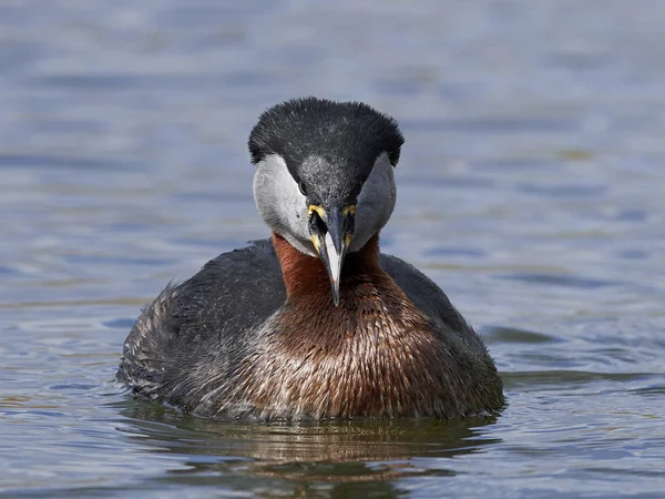 Grèbe à bec étroit (Podiceps grisegena ) — Photo