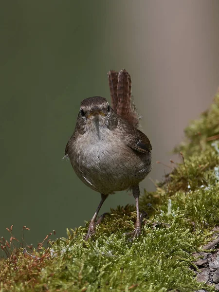 Eurasian wren (Troglodytes troglodytes) — Stock Photo, Image