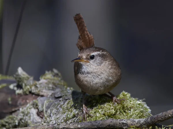 Wren eurasiático (Troglodytes troglodytes) — Foto de Stock