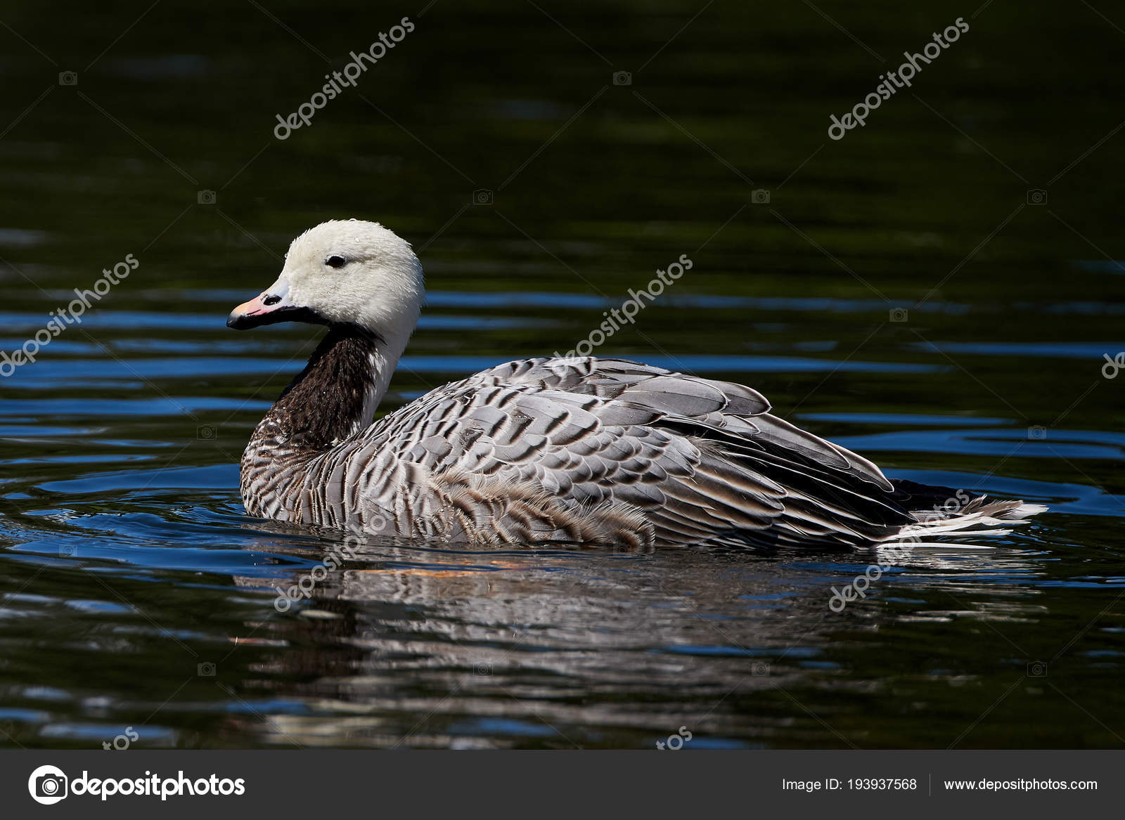 Emperor Goose  Ducks Unlimited