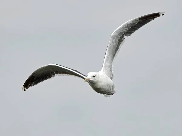 Great black-backed gull (Larus marinus) — Stock Photo, Image