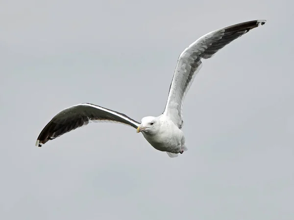 Velká černá couval Racek (Larus marinus) — Stock fotografie