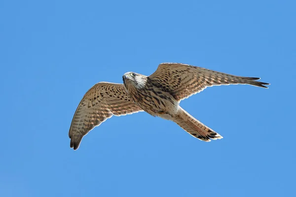 Обыкновенная пустельга (Falco tinnunculus) — стоковое фото