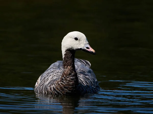 Emperor goose (Chen canagica) — Stock Photo, Image