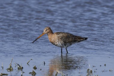 Siyah kuyruklu Godwit (limoza limosa))