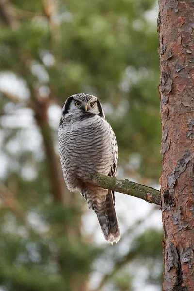 Gufo reale (Surnia ulula ) — Foto Stock