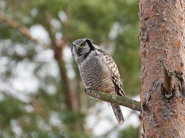 Búho halcón del norte (Surnia ulula ) — Foto de Stock