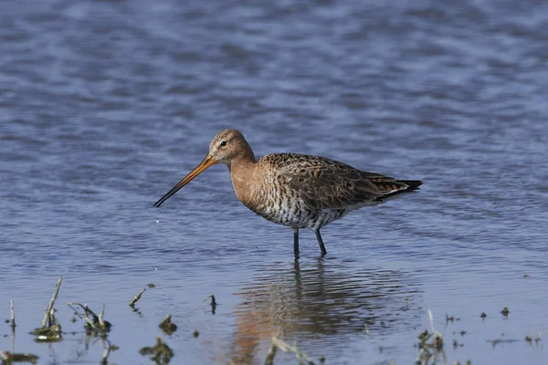 Black-tailed godwit (Limosa limosa) — Stock Photo, Image