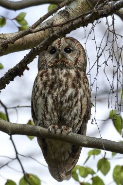 Alaca baykuş (Strix aluco)