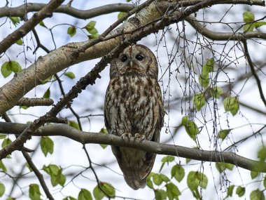 Alaca baykuş (Strix aluco)