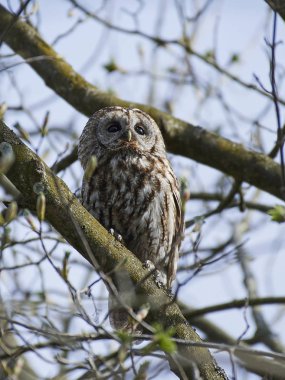 Alaca baykuş (Strix aluco)