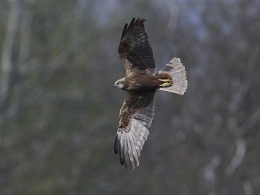 Batı marsh harrier (sirk aeruginosus)